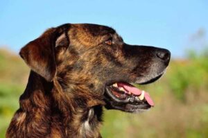 Фото перро де преса канарио Фото преса канарио