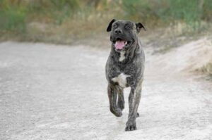 Собака породы канарский дог Порода канарский дог