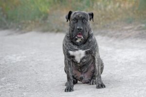 Преса канарио сидит на дороге Канарский дог сидит на дороге