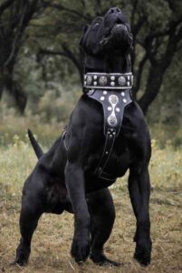 Канарский дог черного окраса Преса канарио черного окраса