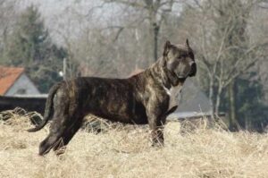 Характеристика канарского дога Характеристики канарского дога