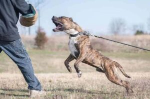 Дрессировка преса канарио Дрессировка канарского дога