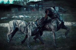 Два канарских дога Два канарских дога играют