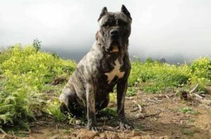 Дого канарио Порода дого канарио