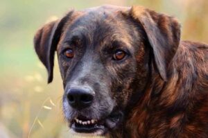 Собака перро де преса канарио Собака породы перро де преса канарио