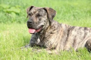 Преса канарио Порода преса канарио