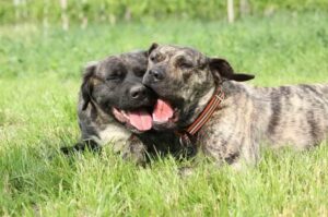 Два канарских дога Два канарских дога играют на лужайке