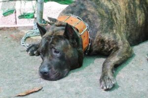 Перро де преса канарио Порода перро де преса канарио