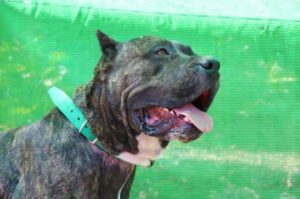 Канарская собака Канарский мастиф