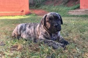 Щенок дого канарио Щенок породы канарский дог