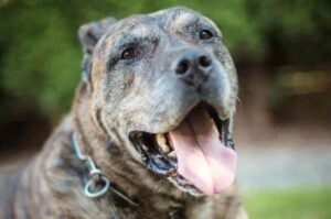 Преса канарио крупным планом Морда преса канарио