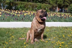 Порода собаки канарский дог Преса канарио