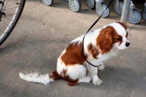 Фото кавалер-кинг-чарльз-спаниеля