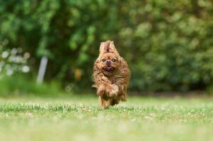 Кавалер-кинг-чарльз-спаниель бежит