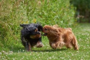 Два кавалер-кинг-чарльз-спаниеля играют на лужайке