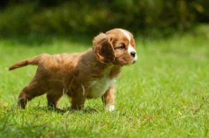 Щенок кавалер-кинг-чарльз-спаниеля гуляет по траве