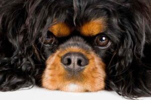 Кавалер-кинг-чарльз-спаниель: морда крупным планом