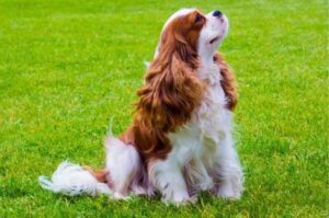 Любопытный маленький кавалер-кинг-чарльз-спаниель