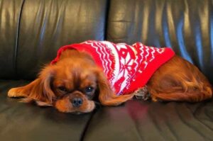 Кавалер-кинг-чарльз-спаниель в свитере лежит на диване