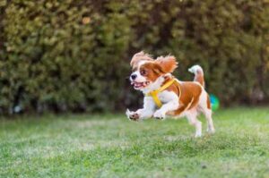 Кавалер-кинг-чарльз-спаниель: фото в прыжке