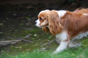 Кавалер-кинг-чарльз-спаниель бежит по лесу