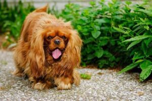 Кавалер-кинг-чарльз-спаниель коричневого окраса