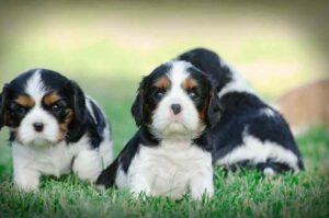 3 щенка кавалер-кинг-чарльз-спаниеля