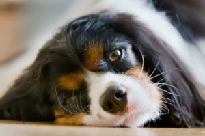 Кавалер-кинг-чарльз-спаниель