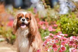 Кавалер-кинг-чарльз-спаниель: красивое фото