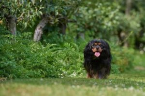 Черно-подпалый кавалер-кинг-чарльз-спаниель гуляет на лужайке