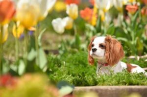 Кавалер-кинг-чарльз-спаниель: щенок
