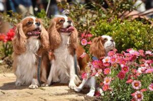 Красивое фото кавалер-кинг-чарльз-спаниелей