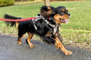 Кавалер-кинг-чарльз-спаниель бежит