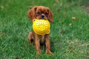 Щенок кавалер-кинг-чарльз-спаниеля