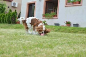 Собака кавалер-кинг-чарльз-спаниель
