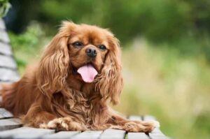 Кавалер-кинг-чарльз-спаниель лежит на лавочке