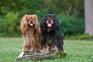 2 кавалер-кинг-чарльз-спаниеля