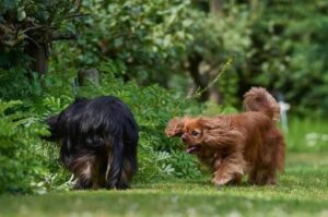 Собаки породы кавалер-кинг-чарльз-спаниель
