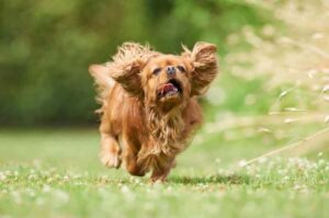 Стандарт кавалер-кинг-чарльз-спаниеля