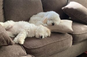 Собаки породы котон-де-тулеар лежат на диване