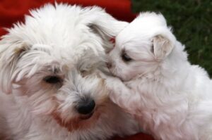 Котон-де-тулеар щенок с собакой