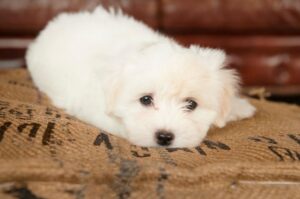 Щенок котон-де-тулеар