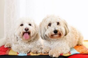 Собаки породы котон-де-тулеар