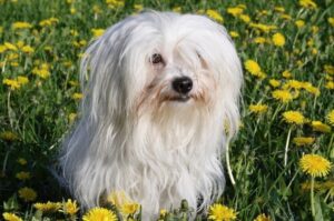 Котон-де-тулеар сидит на лужайке с ромашками