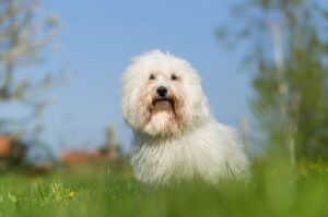 Порода котон-де-тулеар