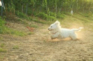 Котон-де-тулеар бежит