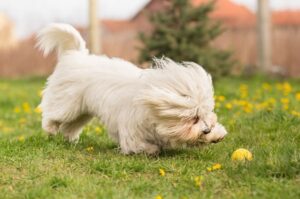 Котон-де-тулеар играет с мячом на лужайке