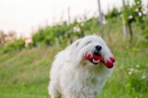 Игривый котон-де-тулеар