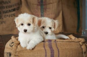 Два щенка котон-де-тулеара