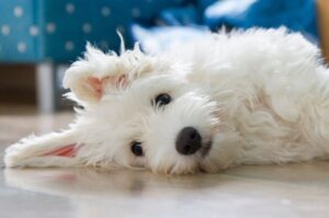 Фото котон-де-тулеара